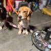 Beagle puppies