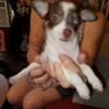 Chihuahua Puppies Available