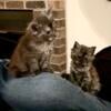 Maine Coon kittens ready early October