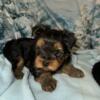 AKC Yorkshire Terrier male