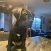 Cane Corso $800