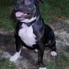 Fully registered abkc American bully