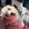 Need a home for my Pomapoo girl "Minnie"