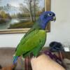 Beautiful sweet male blue headed Pionus parrot