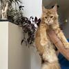 1 year old red super beautiful girl Maine coon