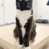 11 month old Maine coon black and white female
