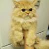 PERSIAN DOLLFACE KITTEN