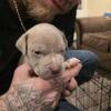 Bluenose pocketbullys puppys