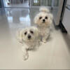 Maltese puppies 8 months