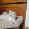 Purebred Persian cat