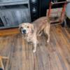 Free Fully intact male mixed breed dog