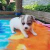 Longcoat Male Chihuahua Puppy