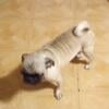 Female Pug. REDUCED!!!
