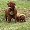 Dogue de Bordeaux French Mastiff puppies for sale