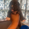 Selling Pitbull puppies