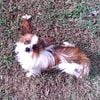 AKC papillon for stud