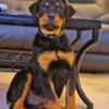 German Rottweiler puppy