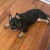 Adult female French bulldog 