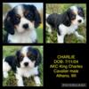 AKC MALE KING CHARLES CAVALIER