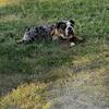 Top-quality English Bulldog stud service