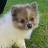 Male Merle Pomeranian puppy 1 blue eye 