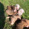 Puppies for sale red nose pit bulls