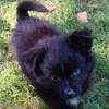 Puppy ! Pomapoo x Mini Aussie Baby Boy. "Diesel" parents 25lbs. 1 Blue Eye & 1 Brown Eye. Smithfield VA 23430