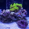 Saltwater Critters and live rock