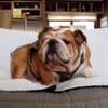 English bulldog stud service