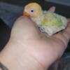 Baby lovebird for sale 