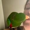 Very sweet and lovable male Eclectus