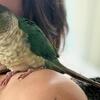Turquoise Yellowside conure $350 OBO