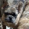 French Bulldog Puppies AKC