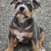 3 American bully Female looking for a home