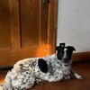 Australia shepherd mix for FREE