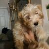 Adorable male parti yorkie