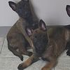 Belgian Malinois puppy rehoming