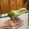 Quaker Parrot Birds