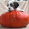 Adorable ACA Lhasa Apso Puppies Available November 2nd 2024