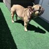 French bulldog stud