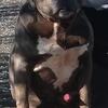 American pitbull terrier xl