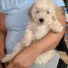 Maltese poodle (male) 12 weeks