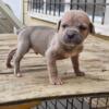 Cane Corso Formentino Male Puppy 7 Weeks Old