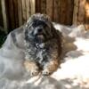 Adopt a Loving Companion: 2-Year-Old Female Havanese!