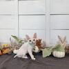 Devon Rex Christmas Kitten 