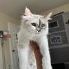 Beautiful Retired Ragdoll Queen
