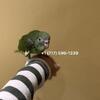 BB parrot