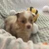 Toy Australian Shepherds Spring