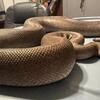 Ball pythons