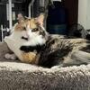 Calico Cat